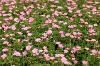 Geranium x oxonianum Wargrave Pink 9 cm Topf - Größe nach Saison