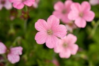 Geranium x oxonianum Wargrave Pink 9 cm Topf - Größe nach Saison