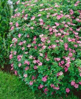 Geranium x oxonianum Wargrave Pink 9 cm Topf - Größe nach Saison