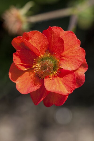 Geum chiloense Feuerball, gen. 9 cm Topf - Größe nach Saison