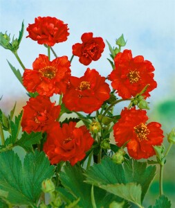 Geum chiloense Feuerball, gen. 9 cm Topf - Größe nach Saison