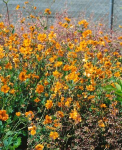 Geum chiloense Feuerball, gen. 9 cm Topf - Größe nach Saison