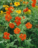 Geum chiloense Feuerball, gen. 9 cm Topf - Größe nach Saison