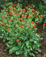 Geum chiloense Feuerball, gen. 9 cm Topf - Größe nach Saison