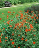 Geum chiloense Feuerball, gen. 9 cm Topf - Größe nach Saison