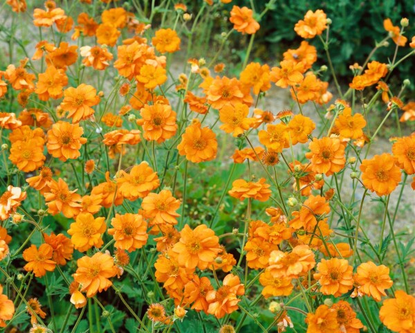 Geum chiloense Prinses Juliana 9 cm Topf - Größe nach Saison