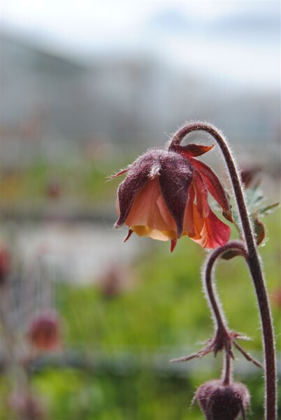 Geum rivale 9 cm Topf - Größe nach Saison