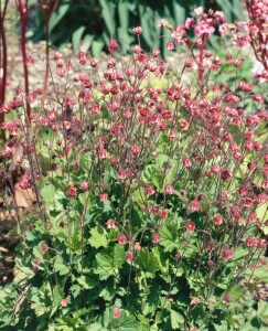 Geum rivale 9 cm Topf - Größe nach Saison