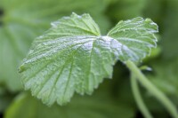 Geum rivale 9 cm Topf - Größe nach Saison