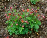 Geum rivale 9 cm Topf - Größe nach Saison