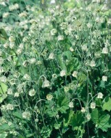 Geum rivale 9 cm Topf - Größe nach Saison