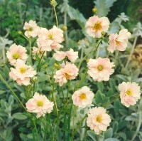 Geum rivale 9 cm Topf - Größe nach Saison