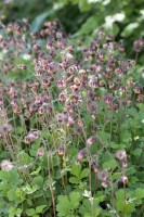 Geum rivale 9 cm Topf - Größe nach Saison