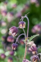 Geum rivale 9 cm Topf - Größe nach Saison