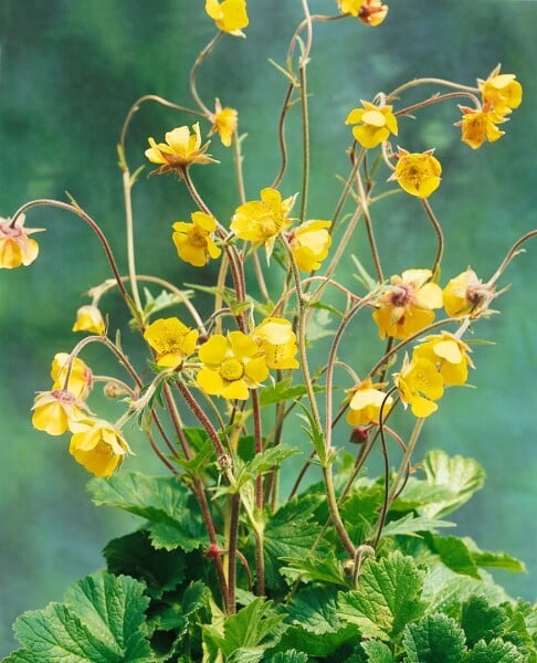 Geum urbanum 9 cm Topf - Größe nach Saison