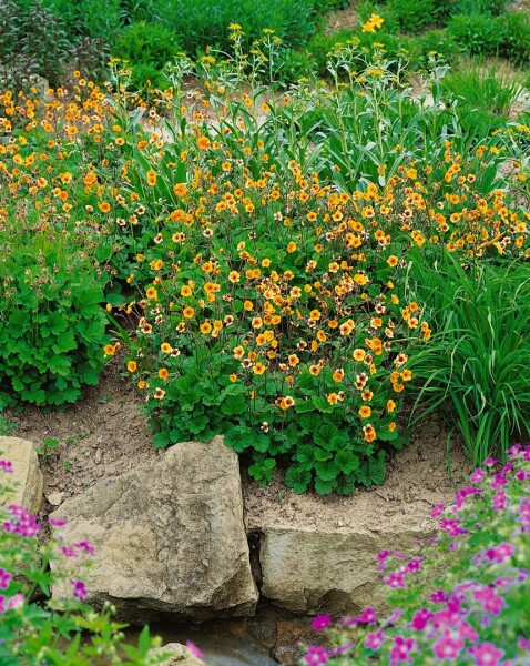 Geum x heldreichii Sigiswang 9 cm Topf - Größe nach Saison