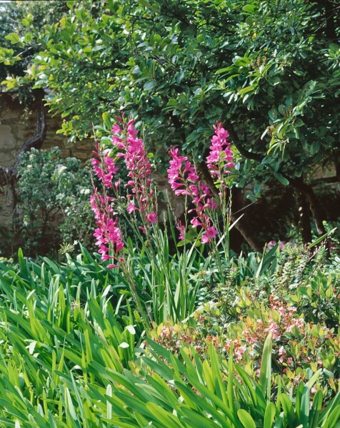 Gladiolus palustris 9 cm Topf - Größe nach Saison