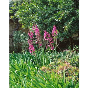 Gladiolus palustris 9 cm Topf - Größe nach Saison