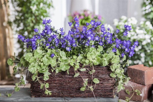 Glechoma hederacea 9 cm Topf - Größe nach Saison