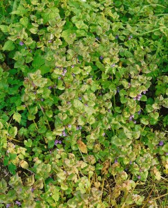 Glechoma hederacea 9 cm Topf - Größe nach Saison