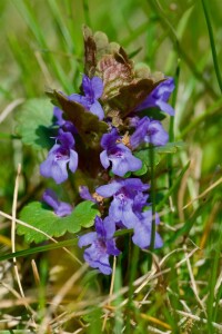 Glechoma hederacea 9 cm Topf - Größe nach Saison