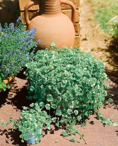 Glechoma hederacea 9 cm Topf - Größe nach Saison