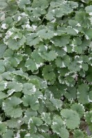 Glechoma hederacea 9 cm Topf - Größe nach Saison