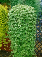 Glechoma hederacea 9 cm Topf - Größe nach Saison