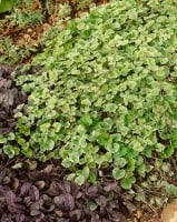 Glechoma hederacea 9 cm Topf - Größe nach Saison