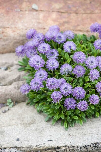 Globularia punctata 9 cm Topf - Größe nach Saison