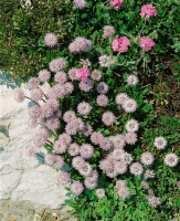 Globularia punctata 9 cm Topf - Größe nach Saison