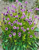 Globularia punctata 9 cm Topf - Größe nach Saison