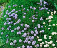 Globularia punctata 9 cm Topf - Größe nach Saison