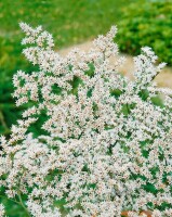 Goniolimon tataricum 9 cm Topf - Größe nach Saison