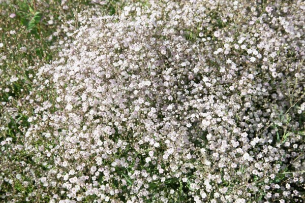 Gypsophila paniculata Schneeflocke 9 cm Topf - Größe nach Saison