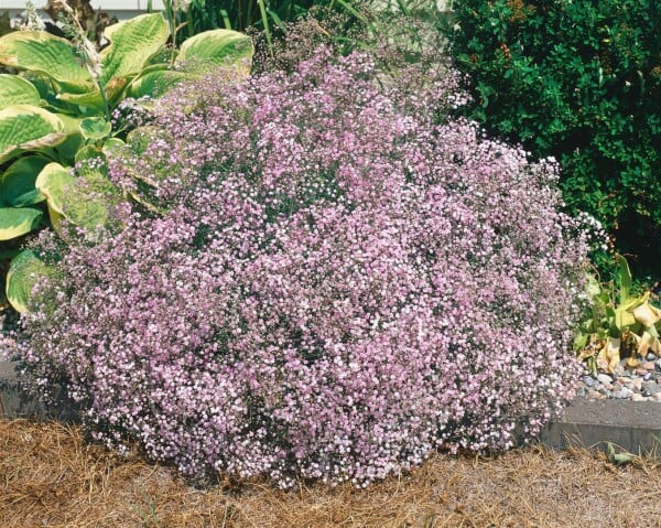 Gypsophila repens 9 cm Topf - Größe nach Saison