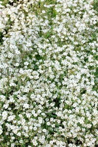 Gypsophila repens 9 cm Topf - Größe nach Saison