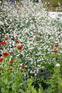 Gypsophila repens 9 cm Topf - Größe nach Saison