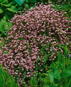 Gypsophila repens 9 cm Topf - Größe nach Saison