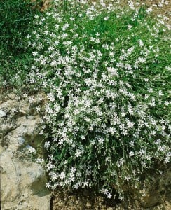 Gypsophila repens 9 cm Topf - Größe nach Saison