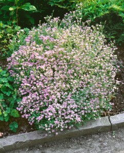 Gypsophila repens 9 cm Topf - Größe nach Saison