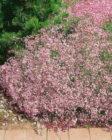 Gypsophila repens 9 cm Topf - Größe nach Saison