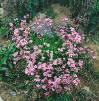 Gypsophila repens 9 cm Topf - Größe nach Saison