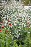 Gypsophila repens 9 cm Topf - Größe nach Saison