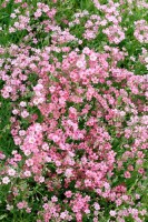 Gypsophila repens 9 cm Topf - Größe nach Saison