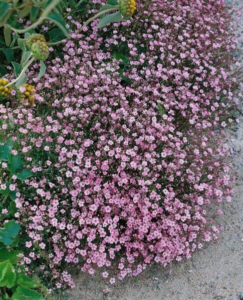 Gypsophila repens Rosa Schönheit 9 cm Topf - Größe nach Saison