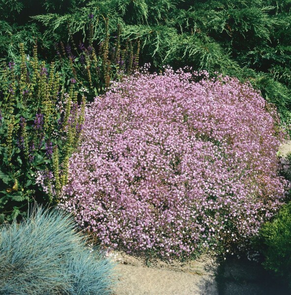 Gypsophila repens Rosenschleier 9 cm Topf - Größe nach Saison