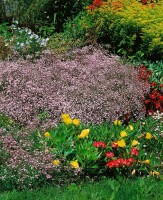 Gypsophila repens Rosenschleier 9 cm Topf - Größe nach Saison