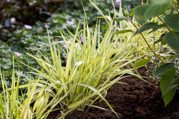 Hakonechloa macra Aureola 9 cm Topf - Größe nach Saison