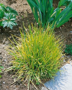 Hakonechloa macra Aureola 9 cm Topf - Größe nach Saison